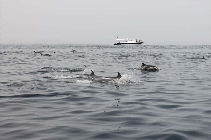 Muscat: Dolphin Watching Boat Amazing Trip - Price and value: $28 base price plus the 3 OMR permit add-on