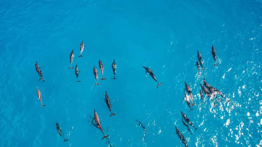 Muscat: Dolphin Watching Boat Amazing Trip - Should you book Muscat dolphin watching for $28?
