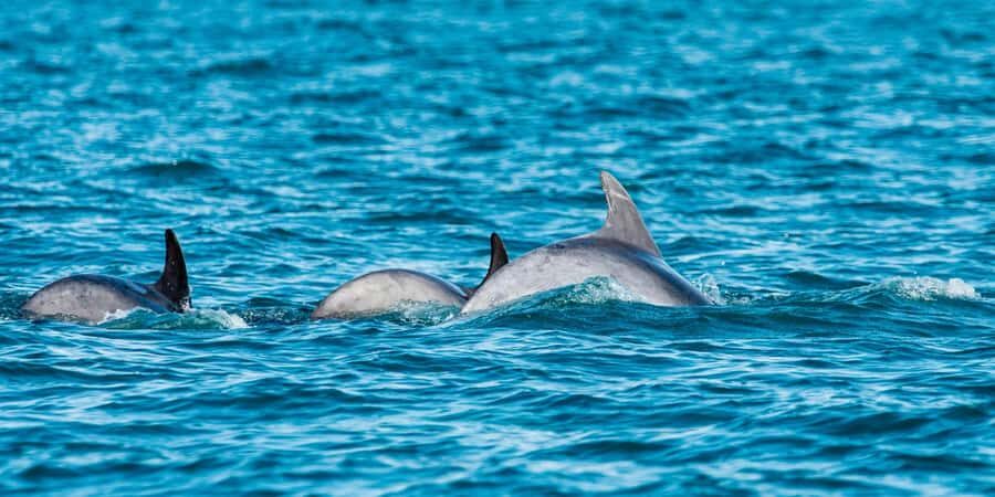 Muscat: Dolphin Watching Boat Amazing Trip - What you’ll actually do on the water (and what guides cover)