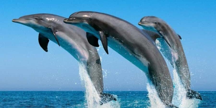 Muscat: Dolphin Watching Boat Tour - Key things to know before you go