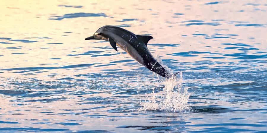 Muscat: Dolphin Watching Boat Tour - Office 10 at Marina Bandar Al Rowdha is the simple way in