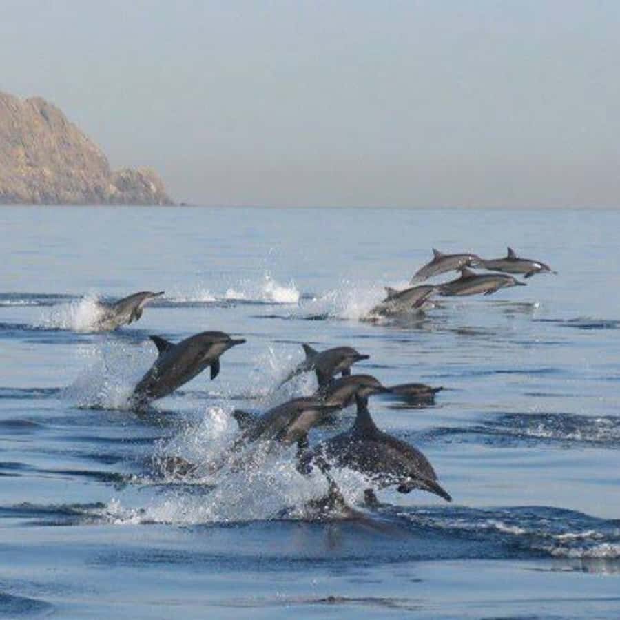 Muscat: Dolphin Watching Boat Trip with Snacks & Local Guide - Key highlights to know before you go