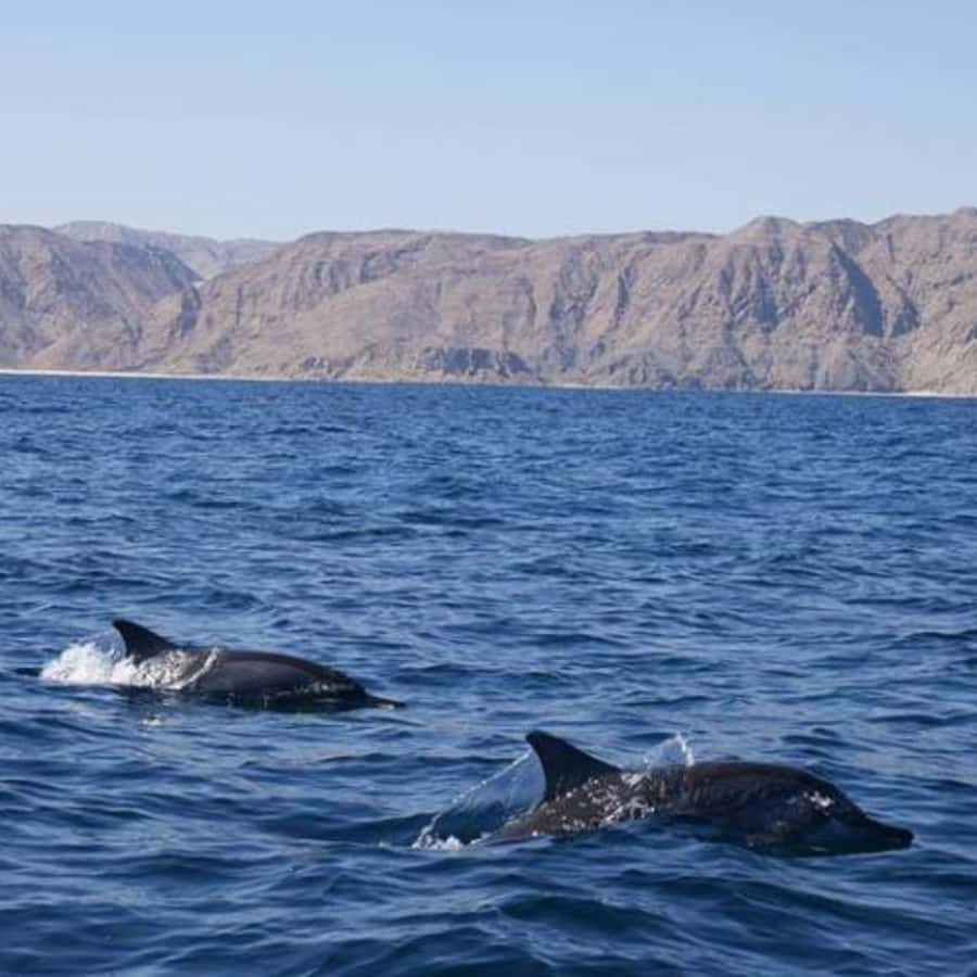 Muscat: Dolphin Watching Boat Trip with Snacks & Local Guide - Price and value: is $60 per person worth it?