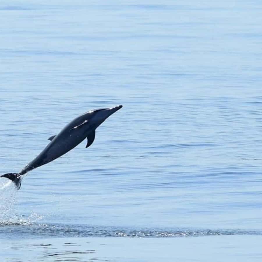 Muscat: Dolphin Watching Boat Trip with Snacks & Local Guide - Who this tour suits best