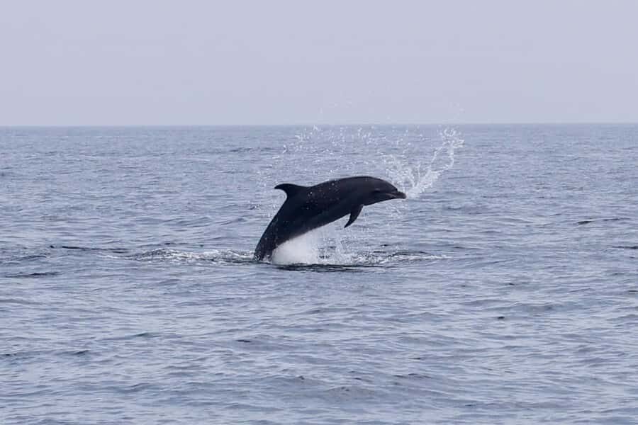 Muscat Dolphin Watching & Coastal Sightseeing Tour - Who this tour suits best (and who should skip it)