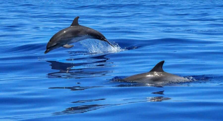 Muscat Dolphin Watching & Coastal Sightseeing Tour - Marina Bandar Al Rowdha to the van ride: where the trip begins