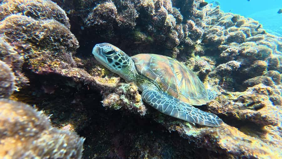 Muscat Oman: Snorkeling adventure to Daymaniyat Island - Key highlights worth aiming for