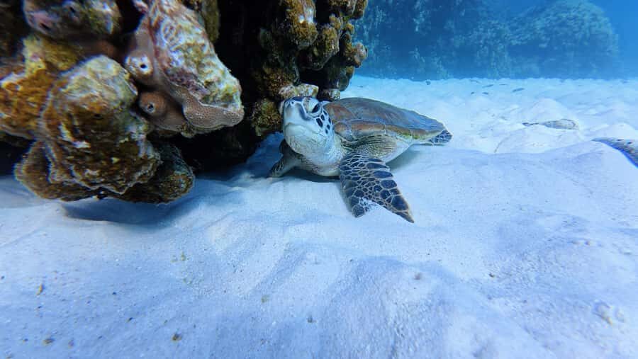 Muscat Oman: Snorkeling adventure to Daymaniyat Island - Snorkeling at two spots: your best odds for turtles and reef fish