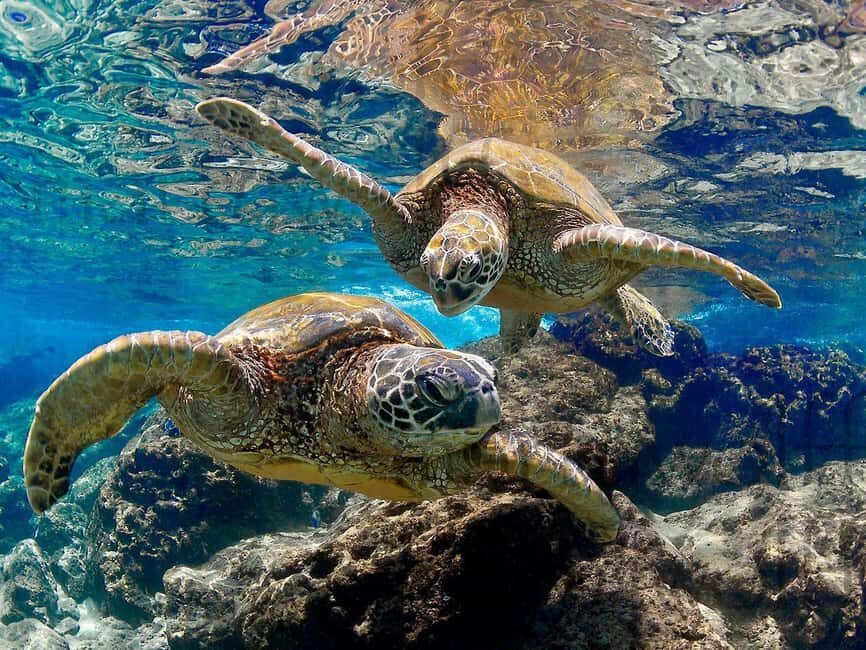 Muscat Oman: Snorkeling adventure to Daymaniyat Island - Safety and comfort: who should skip it (and who should plan ahead)