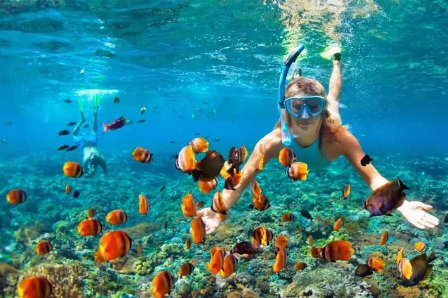 Muscat: Snorkeling and Dolphin Watching Tour - What you’ll likely see: dolphins, turtles, and reef fish