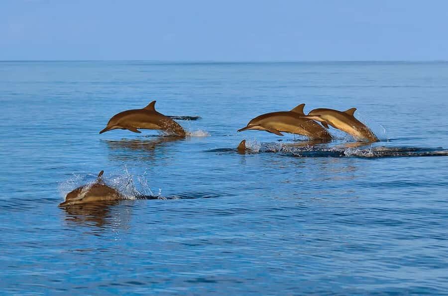 Muscat: Snorkeling and Dolphin Watching Tour - Dolphin watching that doesn’t feel random: why the timing helps