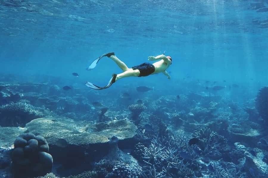 Muscat: Snorkeling and Dolphin Watching Tour - Who this tour fits best