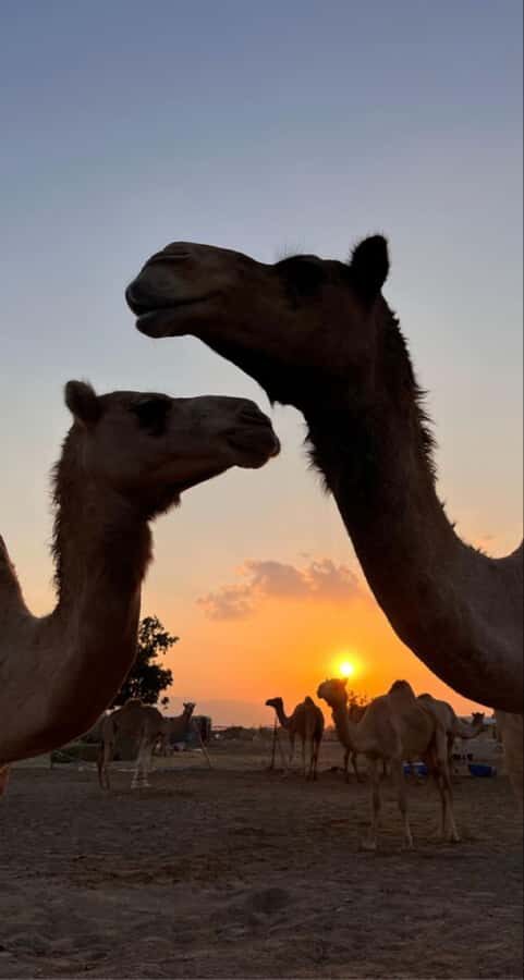 Muscat: Wadi Bani Khalid & Sunset at Wahiba Sands - Tips to get better photos and a smoother day