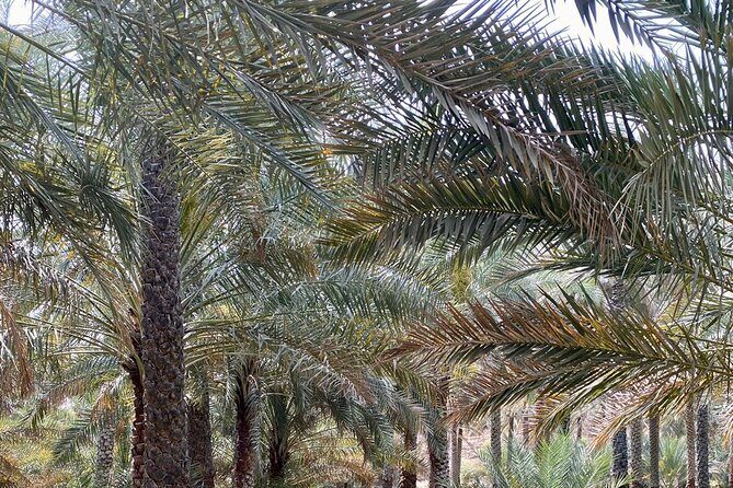 Old Nizwa authentic walks - Timing and Practical Flow: Why the Order of Stops Matters
