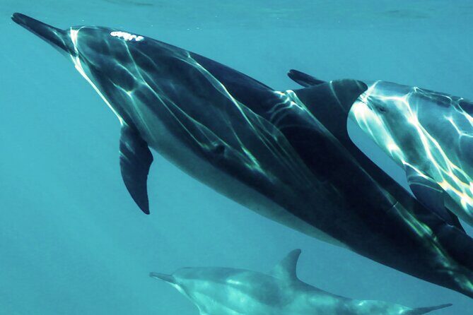 Oman Dolphin Watching Tours - Why Oman’s Muscat Waters Can Deliver Dolphins Fast