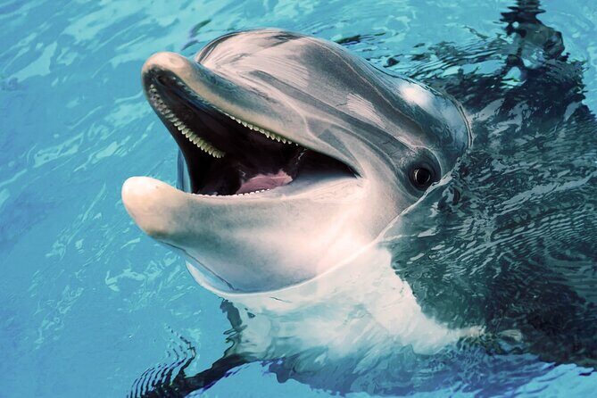Oman Dolphin Watching Tours - Should You Book Oman Dolphin Watching Tours from Muscat?