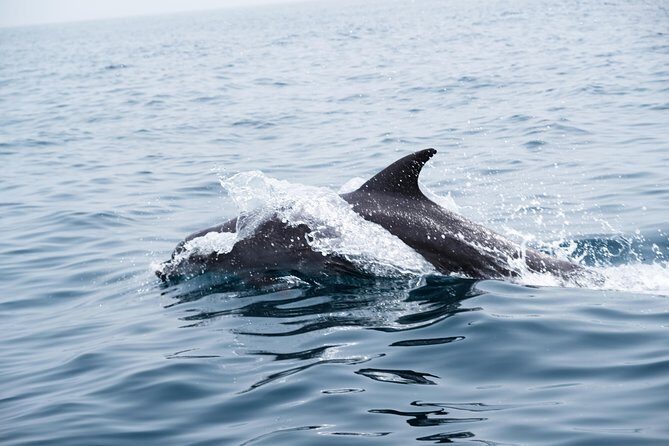 Oman Dolphin Watching Tours - FAQ