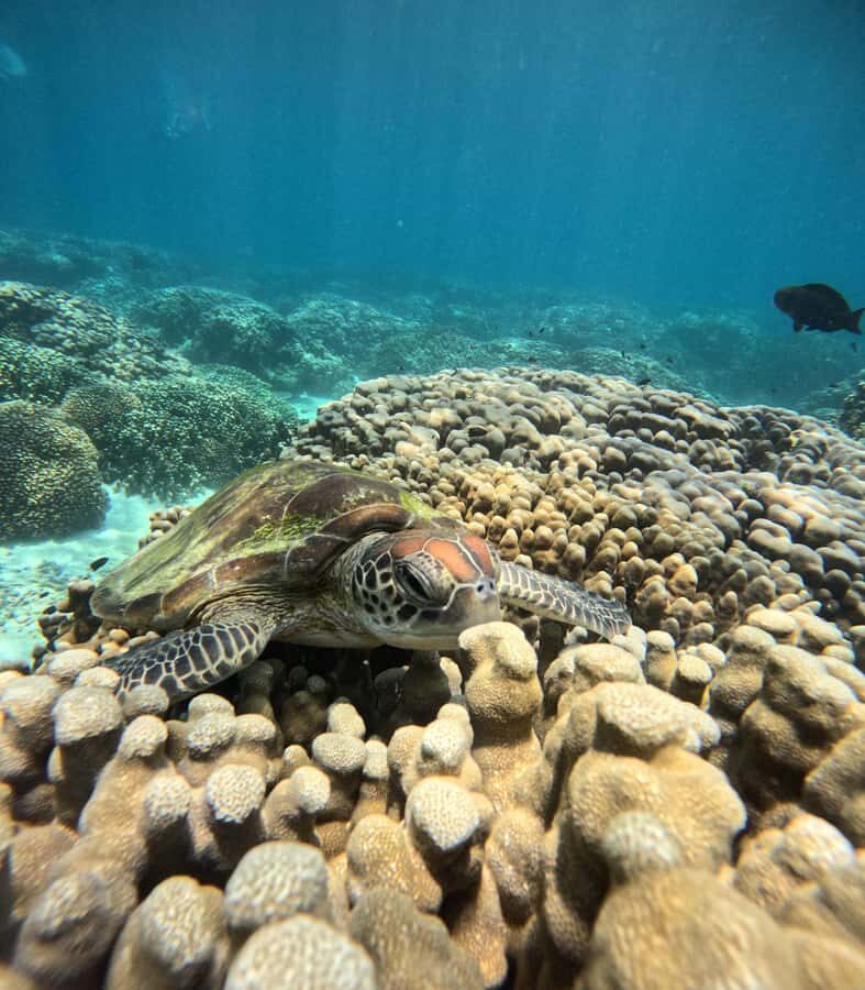 Oman: Snorkeling Trip at Daymaniyat Islands - Fast reasons this Daymaniyat snorkeling trip is worth it
