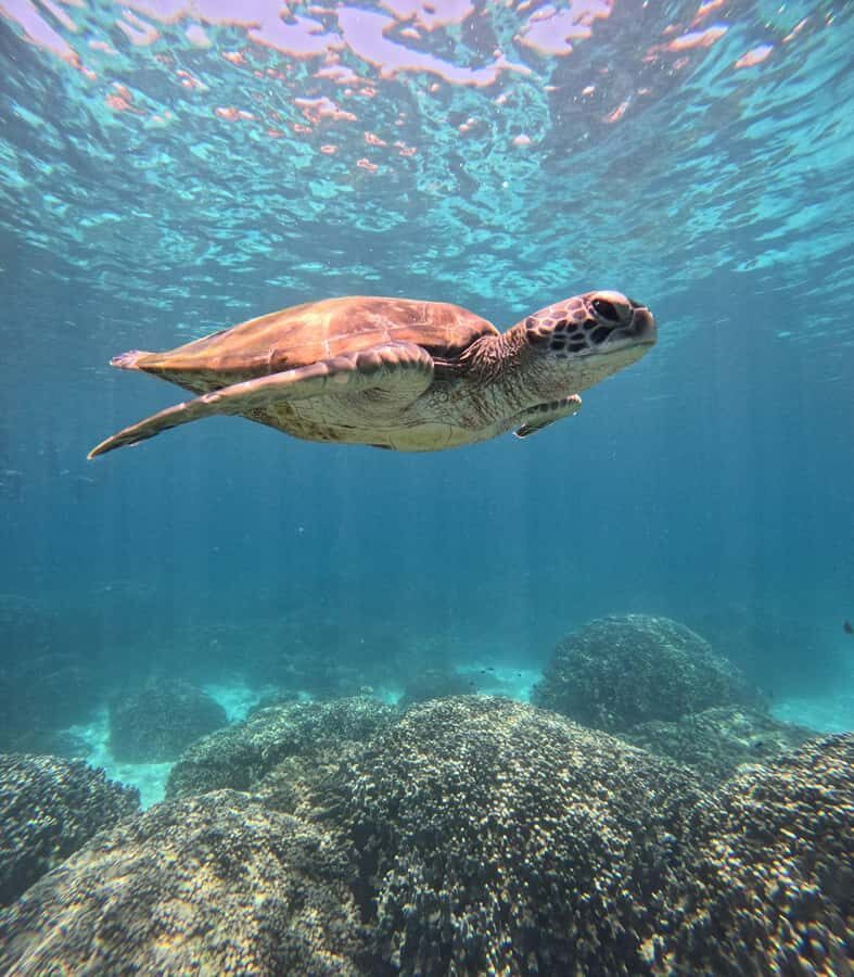 Oman: Snorkeling Trip at Daymaniyat Islands - Daymaniyat Islands: Oman snorkeling where turtles actually show up