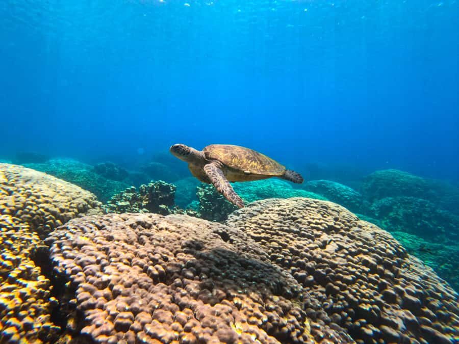 Oman: Snorkeling Trip at Daymaniyat Islands - The shaded boat ride: comfort that helps you enjoy the snorkeling