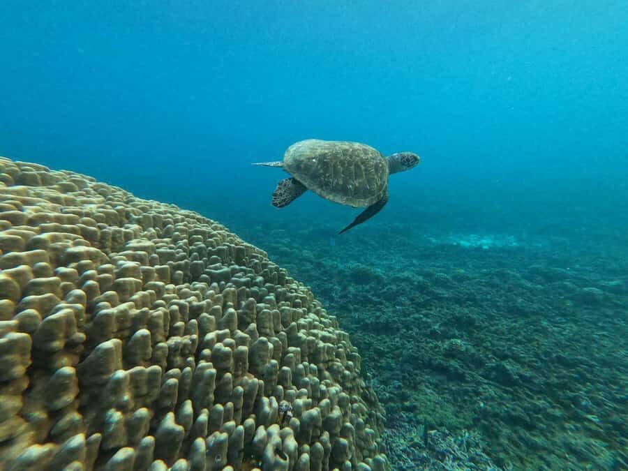 Oman: Snorkeling Trip at Daymaniyat Islands - Refreshments, sandwiches, and why the GoPro videos are a real perk