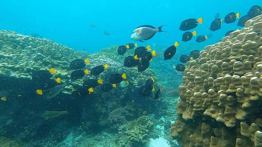 Oman: Snorkeling Trip at Daymaniyat Islands - Who this snorkeling trip suits best