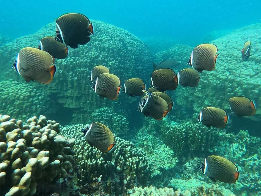 Oman: Snorkeling Trip at Daymaniyat Islands - Your best morning plan: timing, basics, and simple expectations