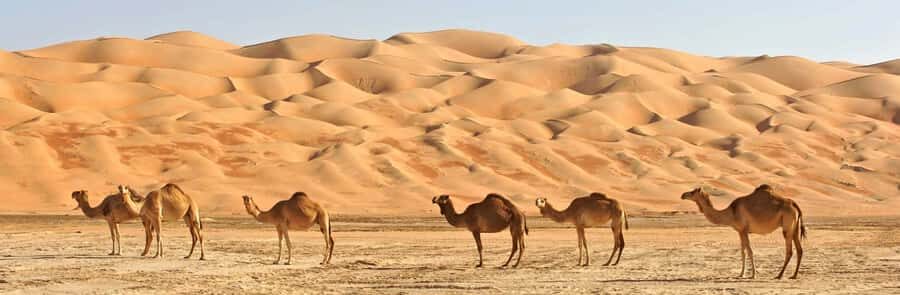 Oman: Wahiba and Wadi Bani Khaled Private Trip - The Route: Muscat to Wahiba Sands and Wadi Bani Khalid in One Day