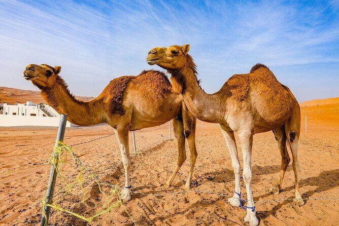 Private 2 Days 1 Night Wahiba Sands Desert and Wadi Bani Khalid Tour - Price and value: what $580 per person really covers