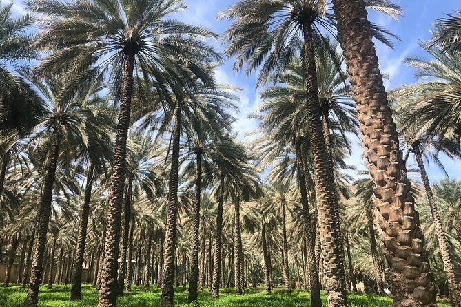 Private Friday Cattle Market-Nizwa and Jebel Akhdar-Full-Day Tour - Aflaj Irrigation Systems of Oman (Al Kattmyn): UNESCO Water Infrastructure