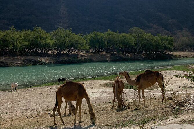 Private Full-Day East Oman Tour from Salalah with Lunch - Wadi Darbat Waterfalls in the Quara Mountains: the day’s nature anchor