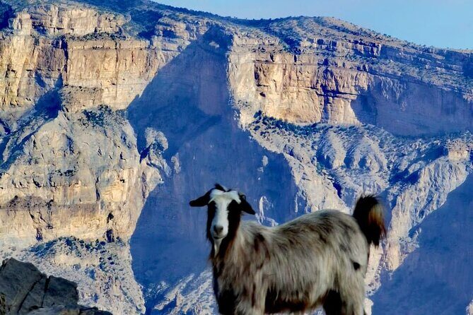 Private Full Day Guided Balcony Walk Hiking to Jebel Shams - What the guide actually adds (beyond directions)
