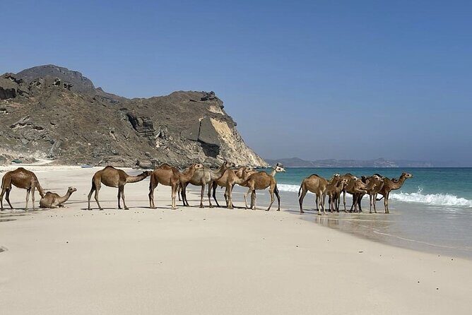 Private Guided Tour to West Beaches of Salalah - Pickup, private pacing, and how the day runs