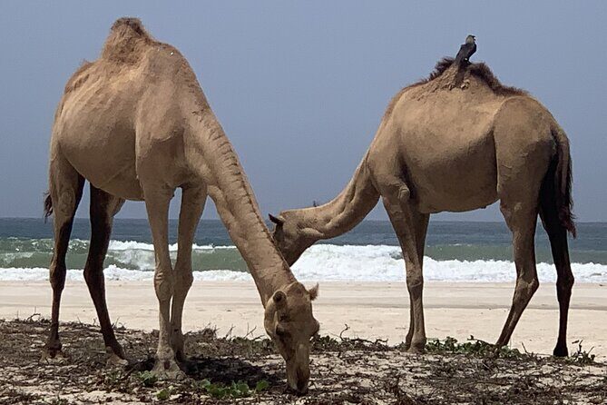 Private Guided Tour to West Beaches of Salalah - The panoramic viewpoint and the hidden beach look