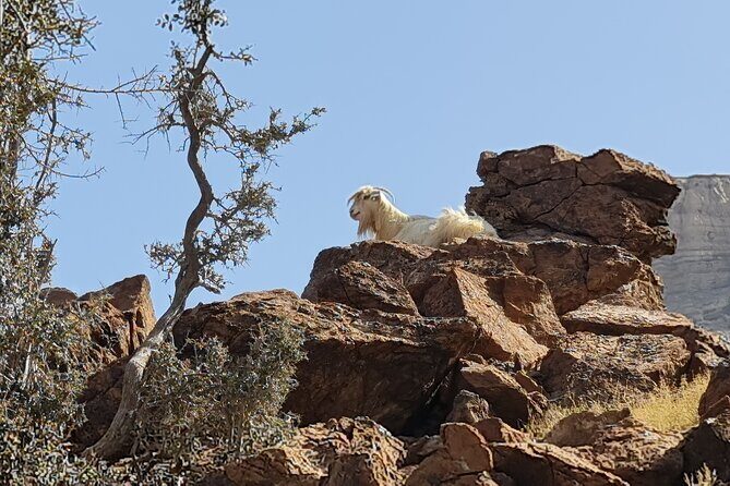 Private Overnight Jebel Shams Camping Tour - Bahla Fort and Jabrin Fort: the forts that bookend the adventure