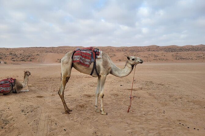 Private Safari tour and Wadi in 4x4 with a local guide - The guide difference: Issam’s stories, languages, and pacing