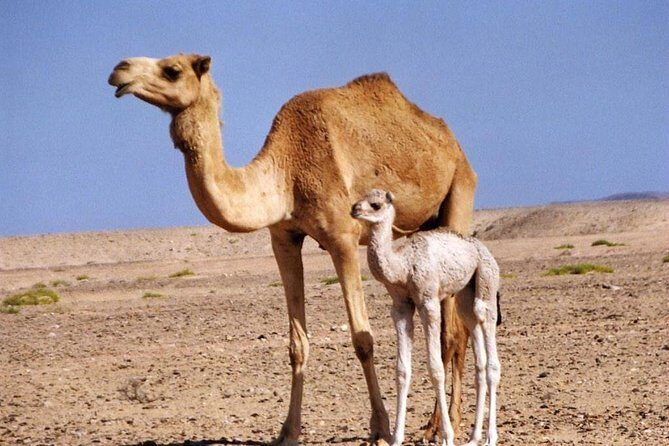 Private Safari Wahiba Sands and Wadi Bani Khalid from Muscat - Bedouin Interaction: Seeing People, Not Just Sand