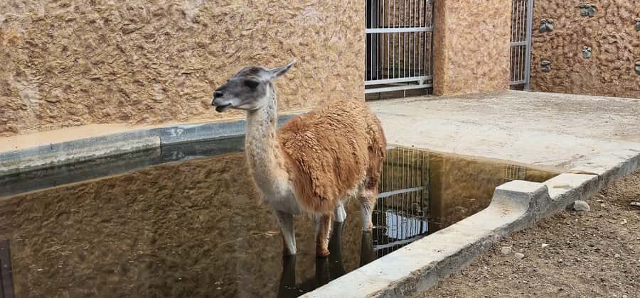 Safari World Zoo and Wahiba Sands with Sunset - FAQ