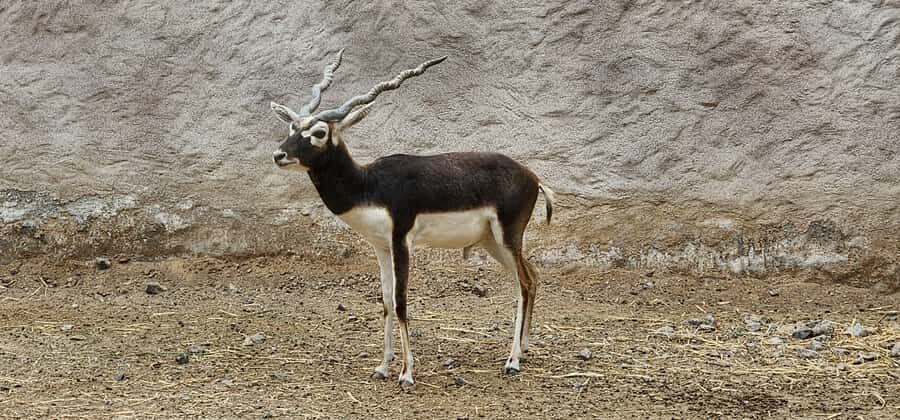 Safari World Zoo and Wahiba Sands with Sunset - Price and value: what $100 covers, and what you may pay on top