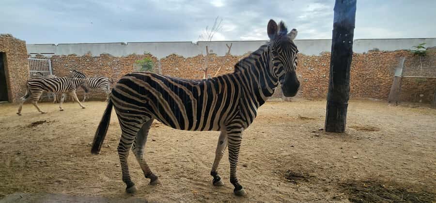 Safari World Zoo and Wahiba Sands with Sunset - Who should book this Wahiba Sands sunset tour?