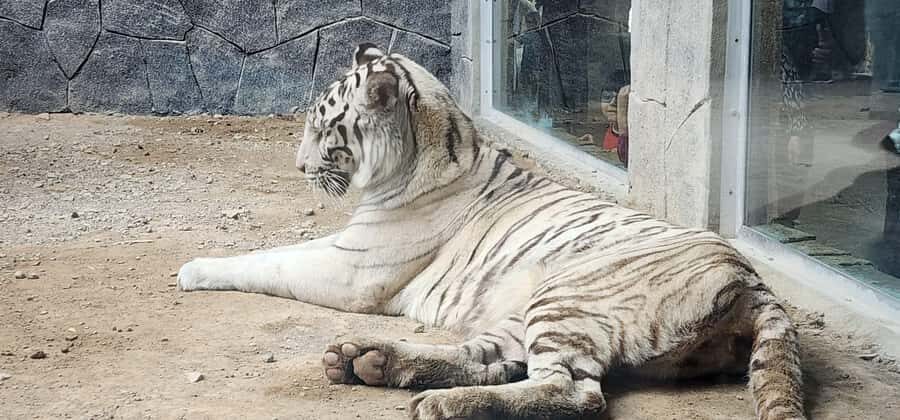 Safari World Zoo and Wahiba Sands with Sunset - Should you book? My practical decision checklist
