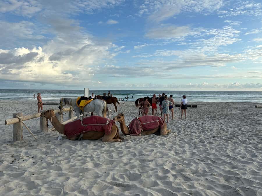 Salalah: Camel Riding on the Beach - Hotel Pickup vs Going Straight to the Sand