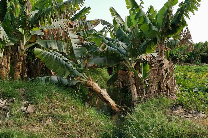 Salalah City private tour - all-inclusive sightseeing tour - Price and logistics: is $119 per person good value?