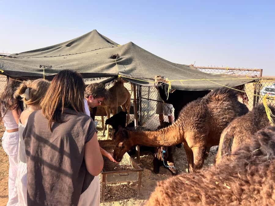 Salalah: Sunset Desert Safari - Rub Al Khali - Empty Quarter - Pickup, drive time, and what the 4WD ride is like