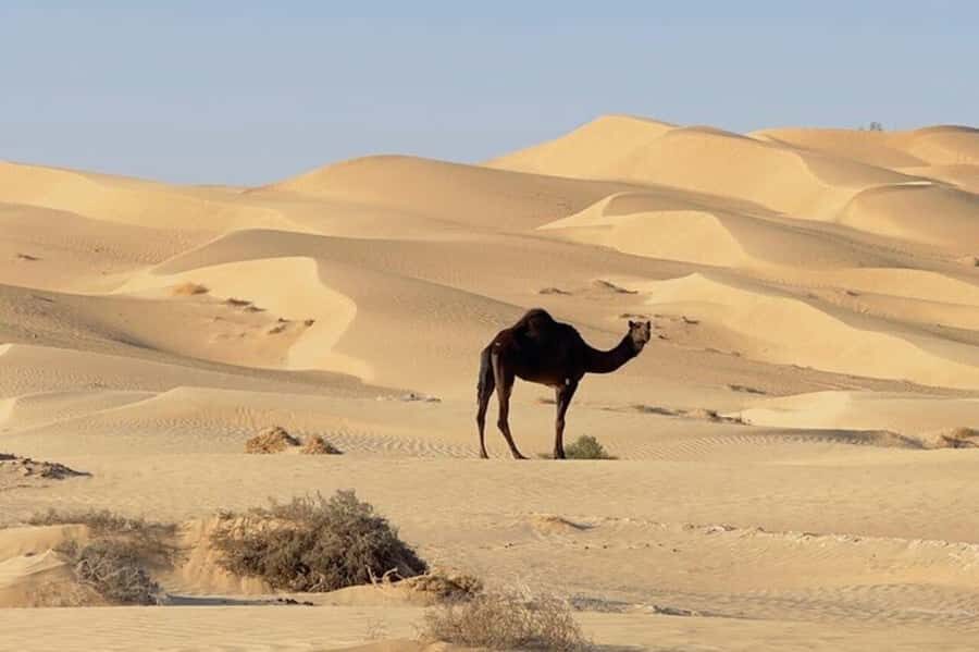 Salalah: Sunset desert safari tour in salalah(private tour) - Price and logistics: what you’re really paying for
