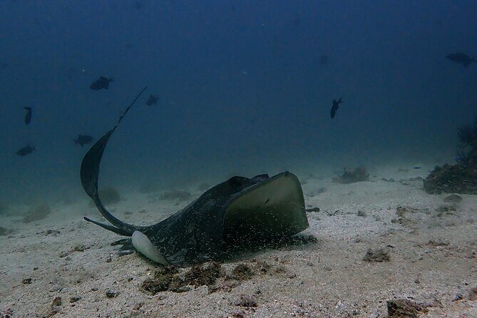 Scuba Diving Adventure in Musandam, Oman - Key Things to Know Before You Go