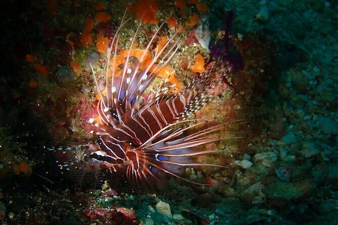 Scuba Diving Adventure in Musandam, Oman - What’s Included vs. What You Need to Pack