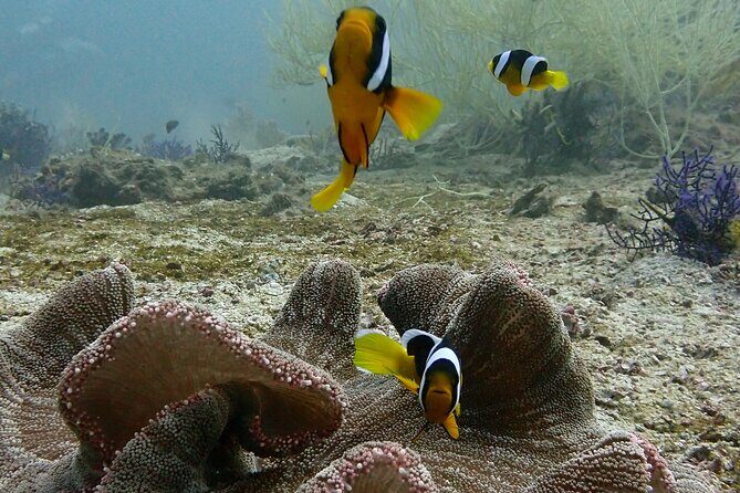 Scuba Diving Adventure in Musandam, Oman - From Dubai to Daba Port: Timing and Border Crossing Reality