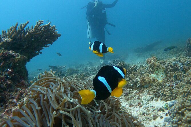 Scuba Diving in muscat - The Pre-Water Briefing: Hand Signals and Equalization