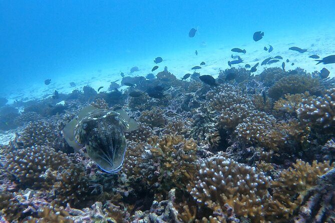 Scuba Diving in muscat - What It Feels Like Underwater (And Why the Guide Matters)